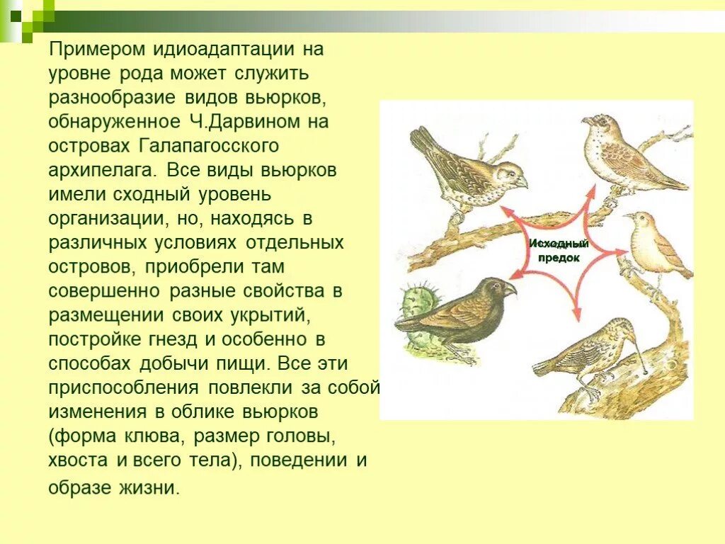 Разнообразие вьюрков. Дарвиновские вьюрки идиоадаптация. Идиоадаптация птиц. Примеры адаптации птиц. Идиоадаптация презентация.