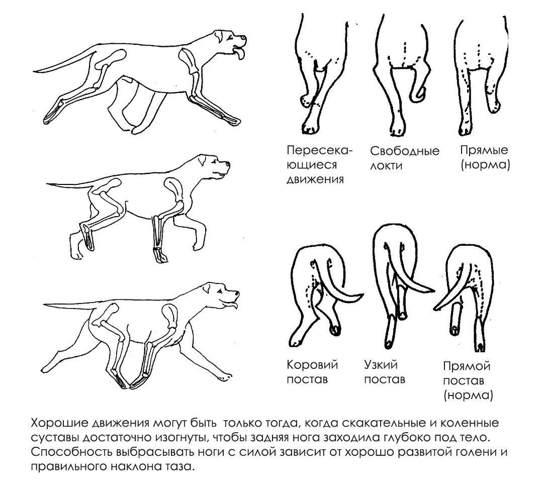 У собаки болят задние лапы. Анатомия скакательного сустава собаки. Прямой скакательный сустав у собак. Строение скакательного сустава собаки. Скакателтныц сустав у собак.