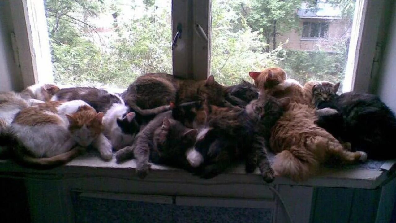 Линеа латтанцио. Много кошек в квартире. Очень много котят в квартире. Кошка одна в квартире сколько дней. Кот в квартире.