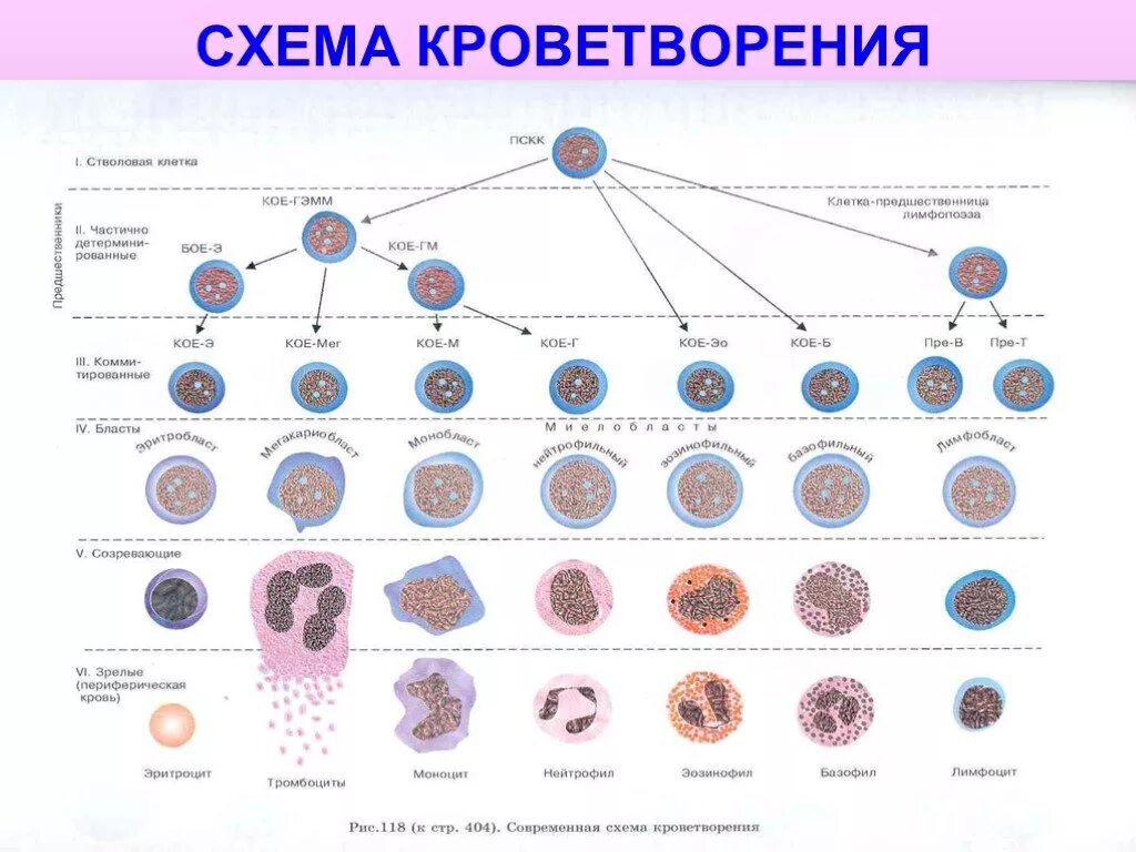 Постэмбриональный гемопоэз схема кроветворения. Современная схема кроветворения эритропоэз. Схема кроветворения стволовая клетка. Схема нормального кроветворения по Кассирскому. Стволовая клетка крови