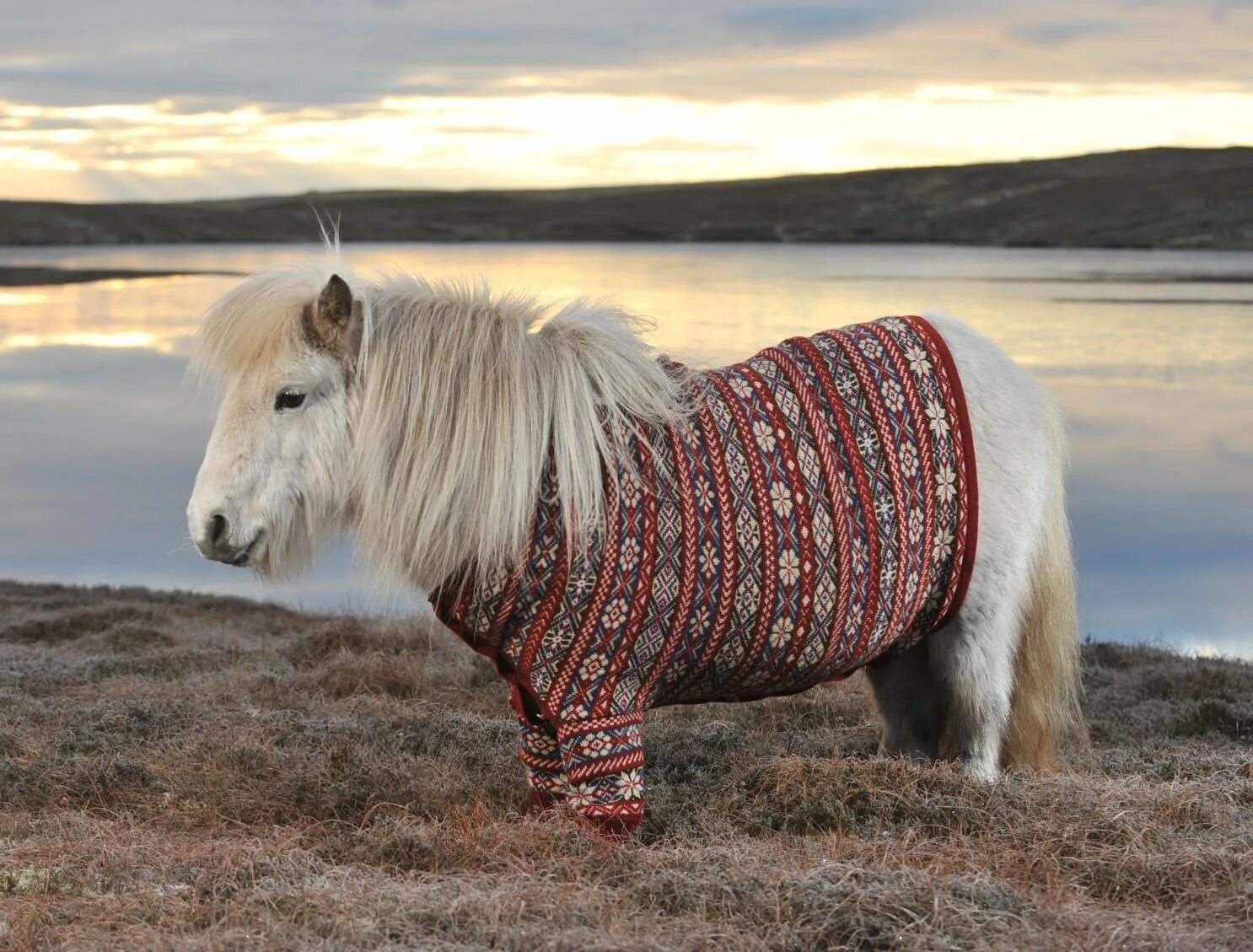 Шетлендский пони. Шетлендский пони чубарый. Шетландский пони масти. Лошади и пони. Фотографии pony