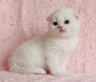 Белый вислоухий кот
