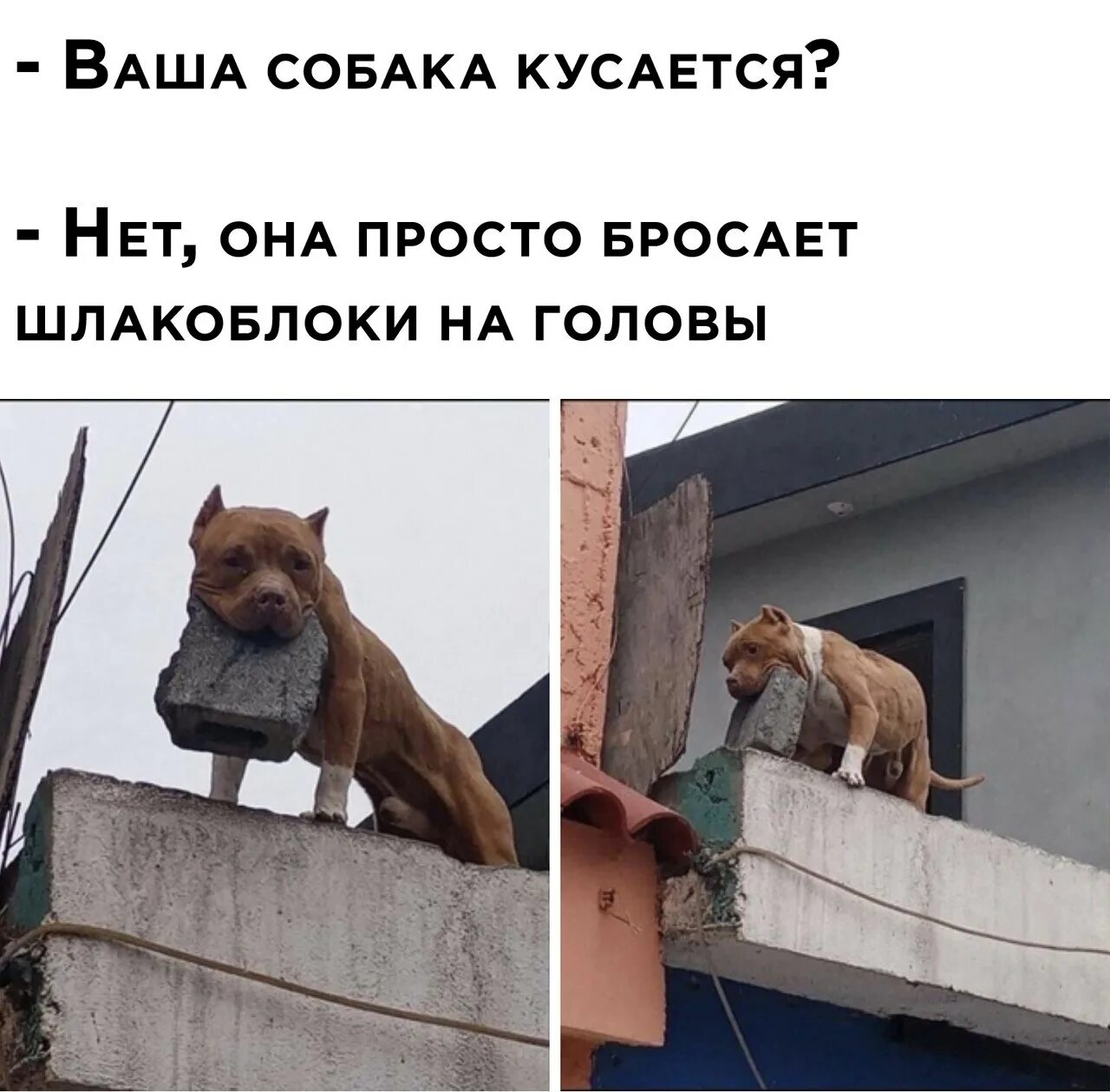 Ваша собака кусается. Ваша собака кусается нет она кидает шлакоблоки. Твоя собака кусается. Собака не кусается Мем