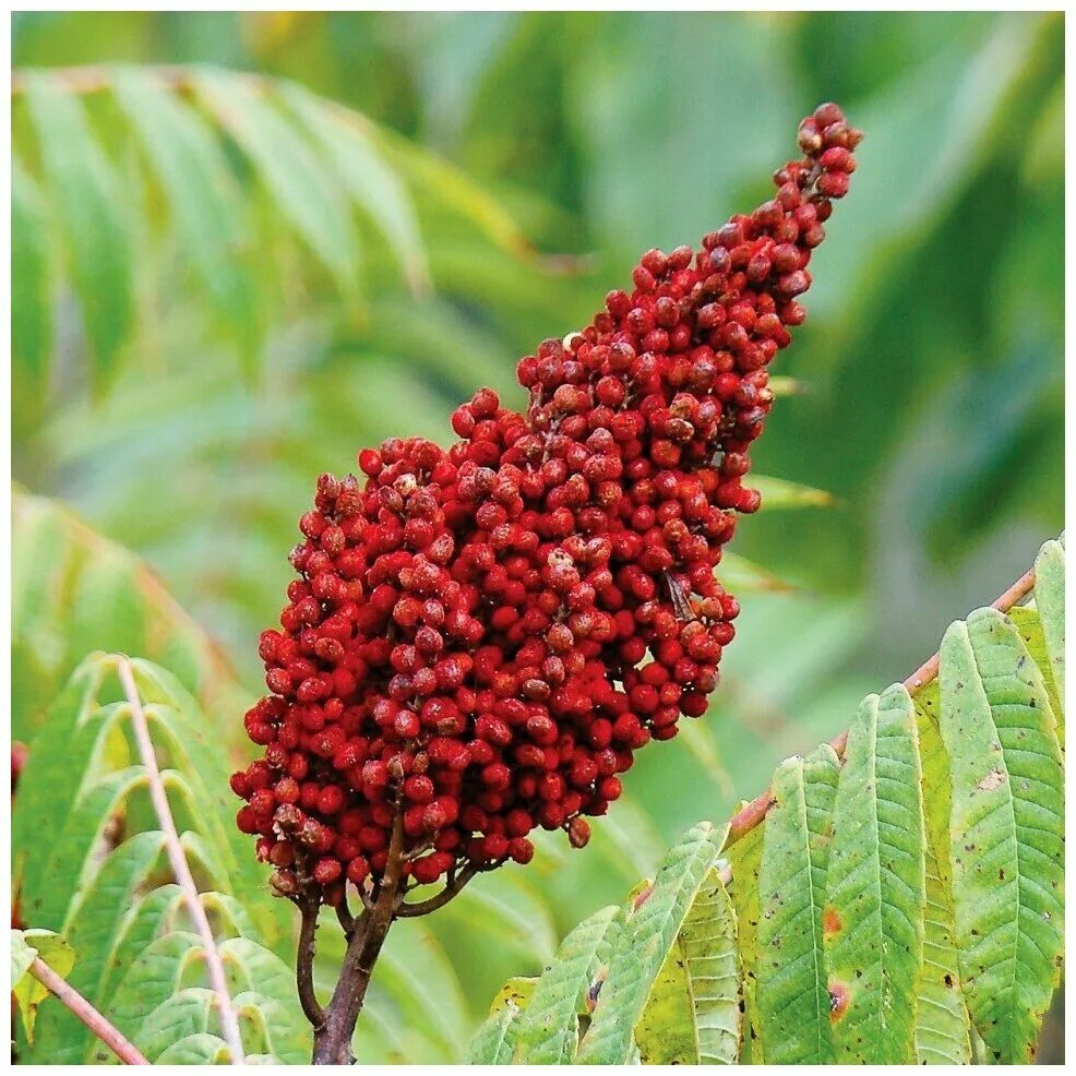 Сумах дубильный (Rhus coriaria. Сумах оленерогий Rhus typhina. Сумах, уксусное дерево , Rhus coriaria. Сумах оленерогий приправа.