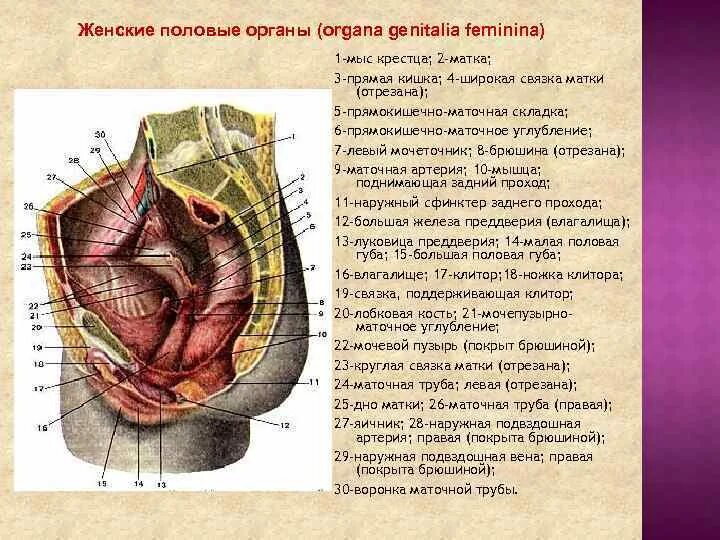 Прямокишечно маточная мышца. Женский внешний половой орган. Наружные половые органы женщины. Наружные женские половые органы строение. Железа женские органы