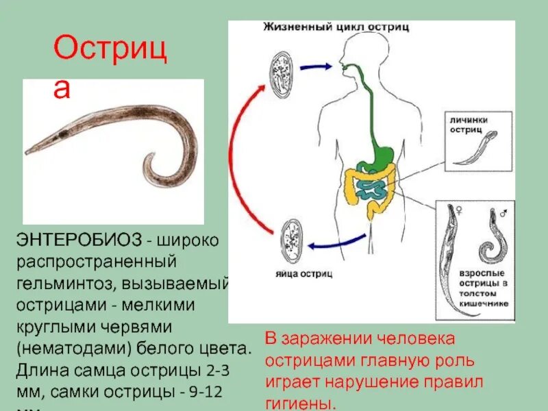 Образ жизни аскариды человеческой. Круглые черви жизненный цикл острицы. Круглые черви паразиты Острица. Цикл развития круглых червей 7 класс биология. Пищеварительная система острицы.