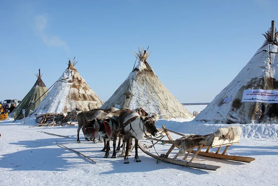 Ненцы чум олени. Чум ненцев в тундре. Чум яранга юрта.