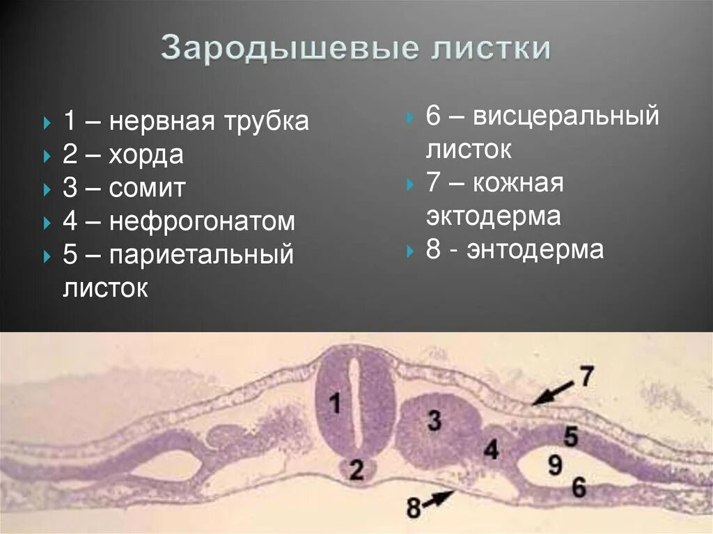 Сомиты и спланхнотом. Сомиты хорда и нервная трубка. Сомиты хорда нервная. Сомиты хорда и нервная трубка зародыша курицы.