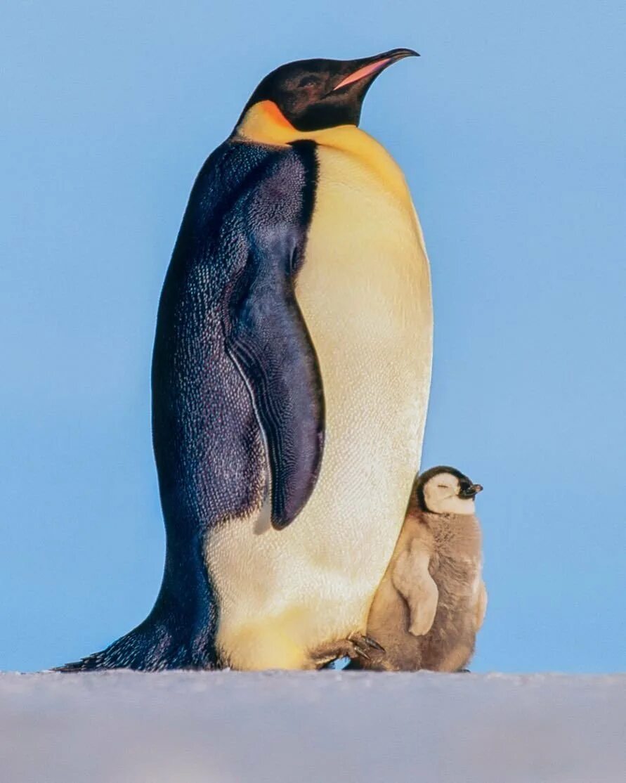 Emperor penguin. Птенец Императорского пингвина. Птенец королевского пингвина. Императорский Императорский Пингвин. Детёныш королевского пингвина.