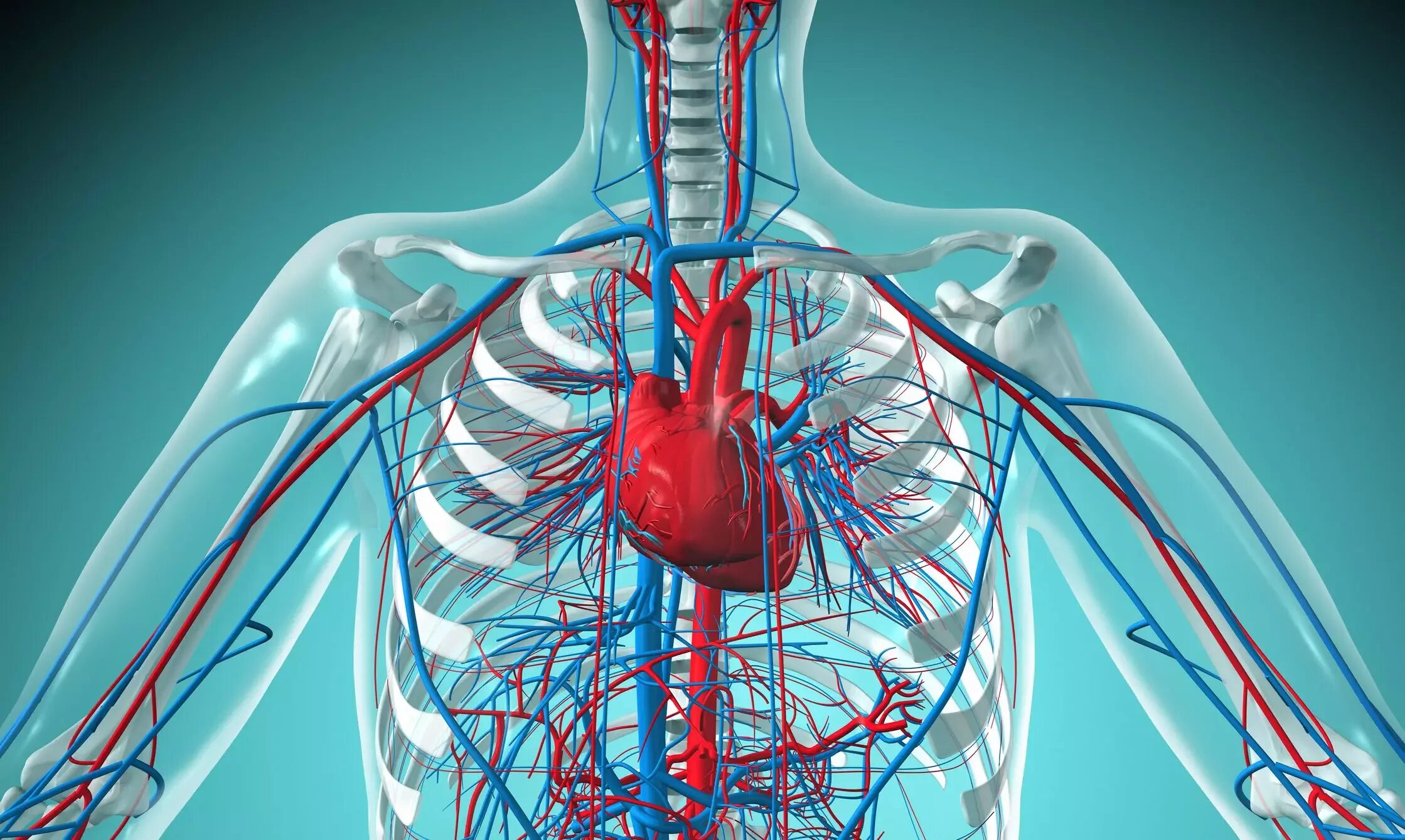 Дыхательные и сердечно сосудистые заболевания. Сосуды ССС человека анатомия. Система кровообращения человека кровеносные сосуды. Система кровообращения человека сердце и кровеносные сосуды. Сердце и кровеносная система человека анатомия.
