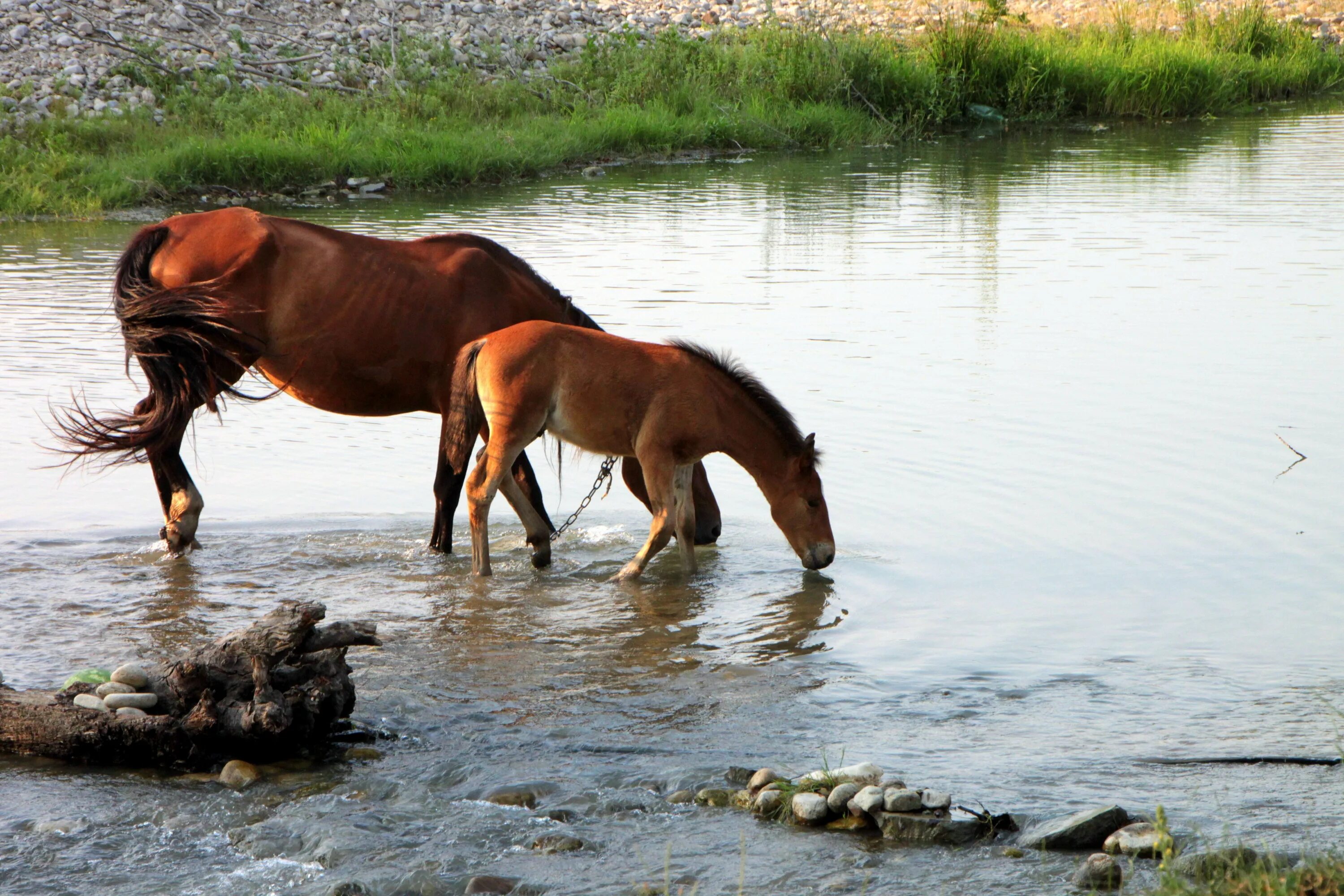 Чудесный витязь коня из реки. Кони на водопое картина Феофана. Лошади на водопое. Лошадь на речке. Лошадь пьет воду.