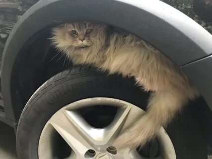 Кошка под машиной