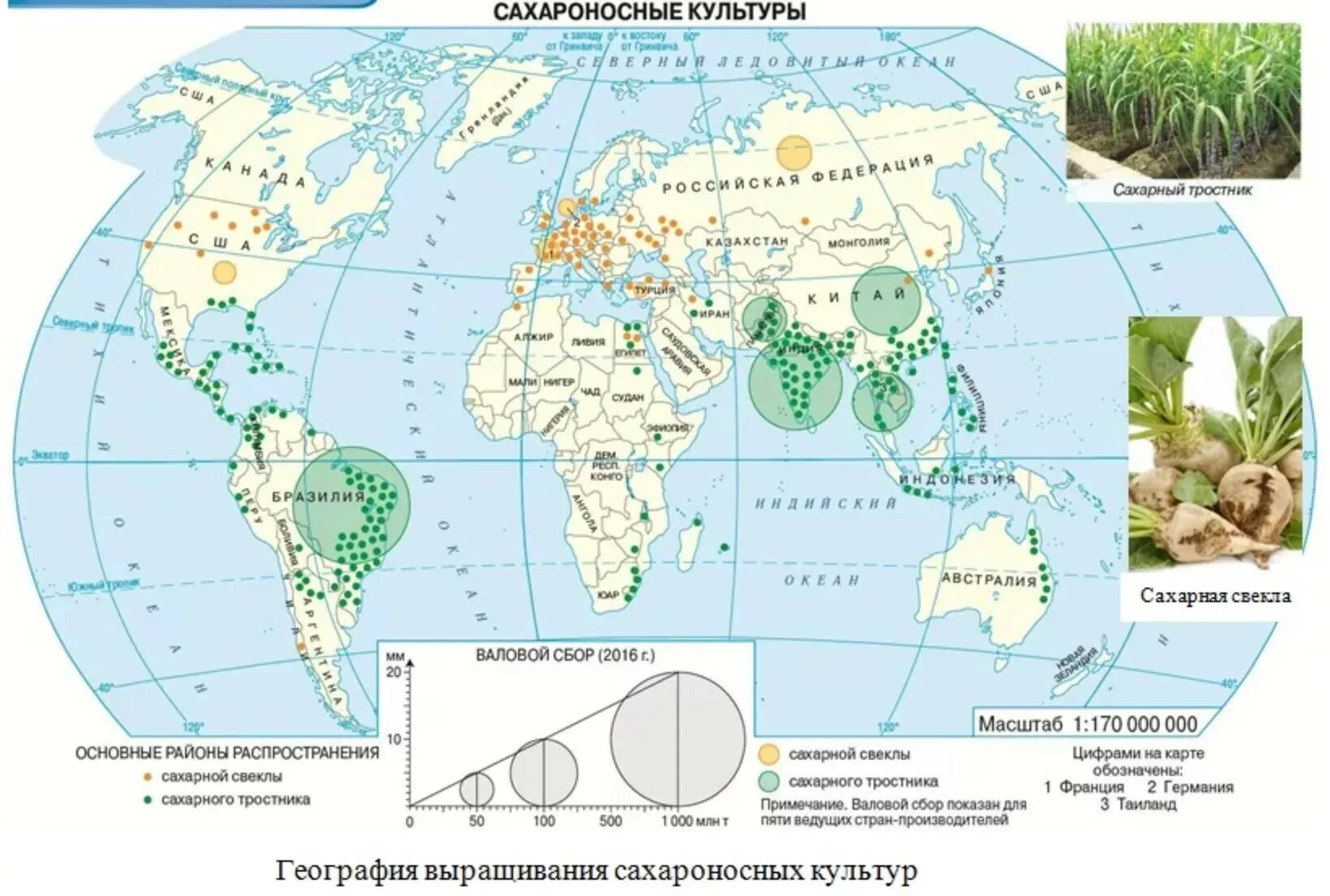 Сахарный тростник и сахарная свекла на карте. Районы выращивания сахарного тростника и сахарной свеклы. Карта выращивания сахарного тростника. Районы возделывания сахарного тростника. Страны выращивающие сахарный тростник