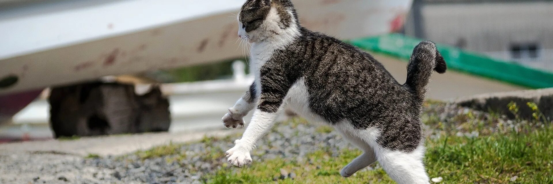 Сонник нападающий кот. Кот атакует. кот нападает. кот бежит. котики атакуют.