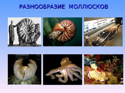 Человек использует моллюсков