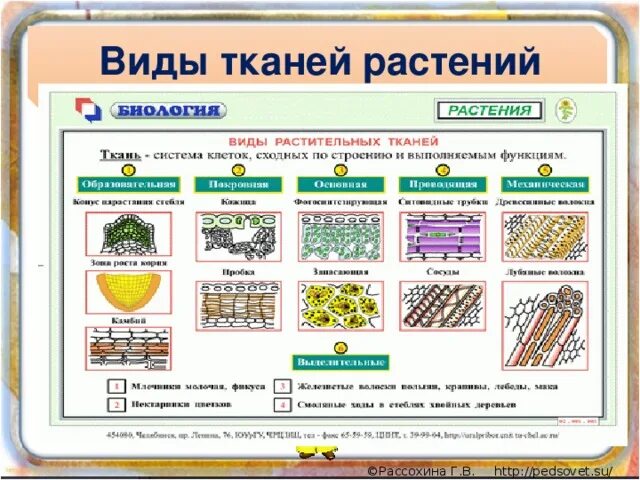 Таблица основные виды растений. Растительные ткани таблица 5 класс биология. Таблица ткани растений 6 класс биология. Типы тканей растений таблица 5 класс биология. Типы растительных тканей 5 класс.