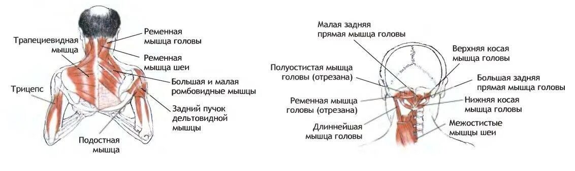 Для расслабления мышц шеи и верхнего. Трапециевидная мышца спины верхний пучок. растяжка трапециевидной мышцы спины. растяжка трапециевидной мышцы шеи. верхние пучки трапециевидной мышцы.