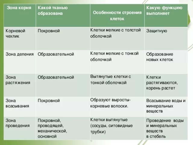 Зона деления корня ответ. Строение корня 6 класс биология таблица. Корневой чехлик строение и функции. Особенности строения корневого чехлика. Корневой чехлик строение.