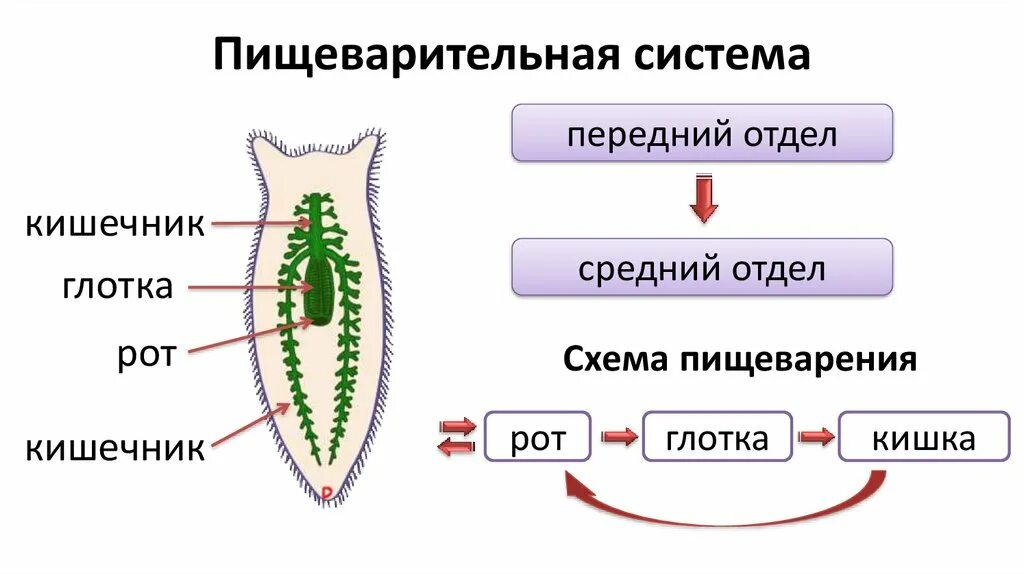 Система ресничных червей. Пишевор система плоских червей. Пищевар система плоских червей. Схема пищеварительной системы плоского червя. Пищеварительная система что это такое 7 класс плоские черви.