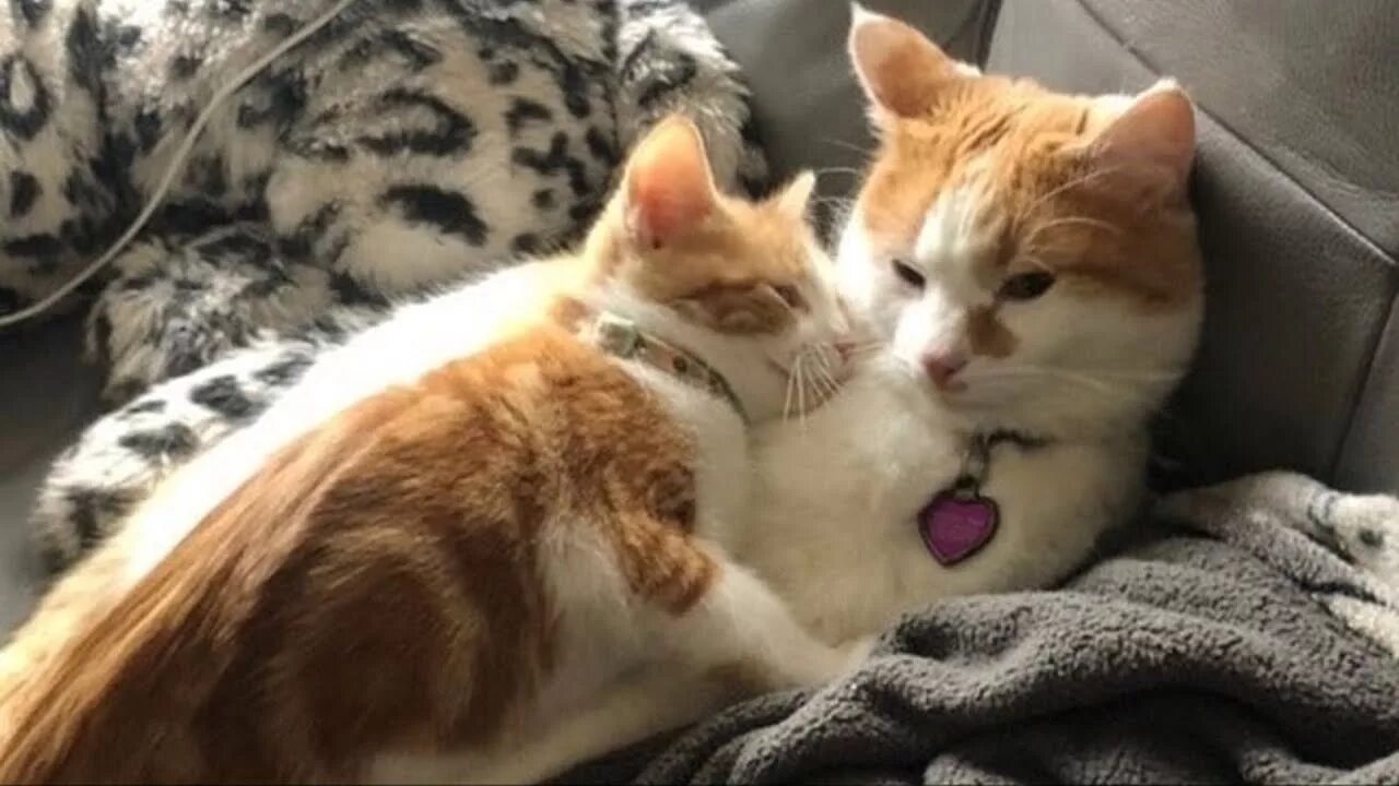 3 кошки. Котики на крыльце. Дом для кошки. Кошка домашняя. Дом для кошки.
