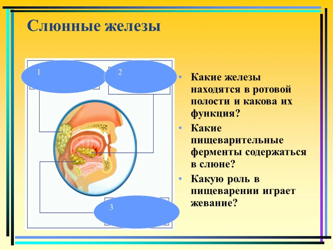 Назовите ферменты ротовой полости. Функции слюнных желёз. Слюнные железы в пищеварении.