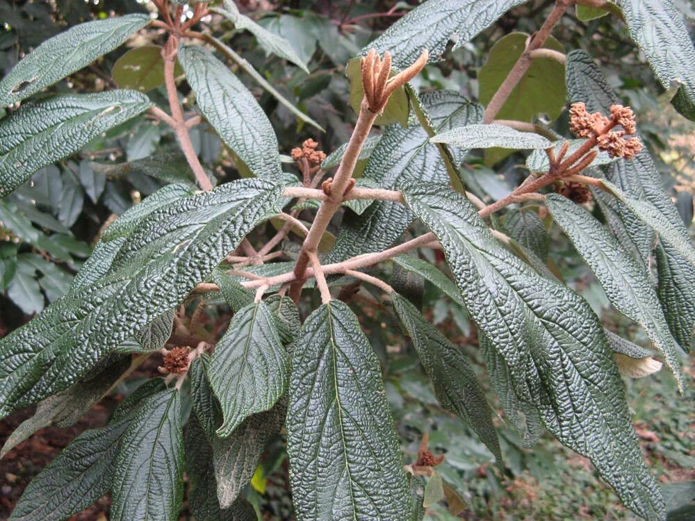 Пилея кадиера. Посконник фантом. Лофант тибетский. Растения с морщинистыми листьями. Пеперомия сморщенная schumi red.