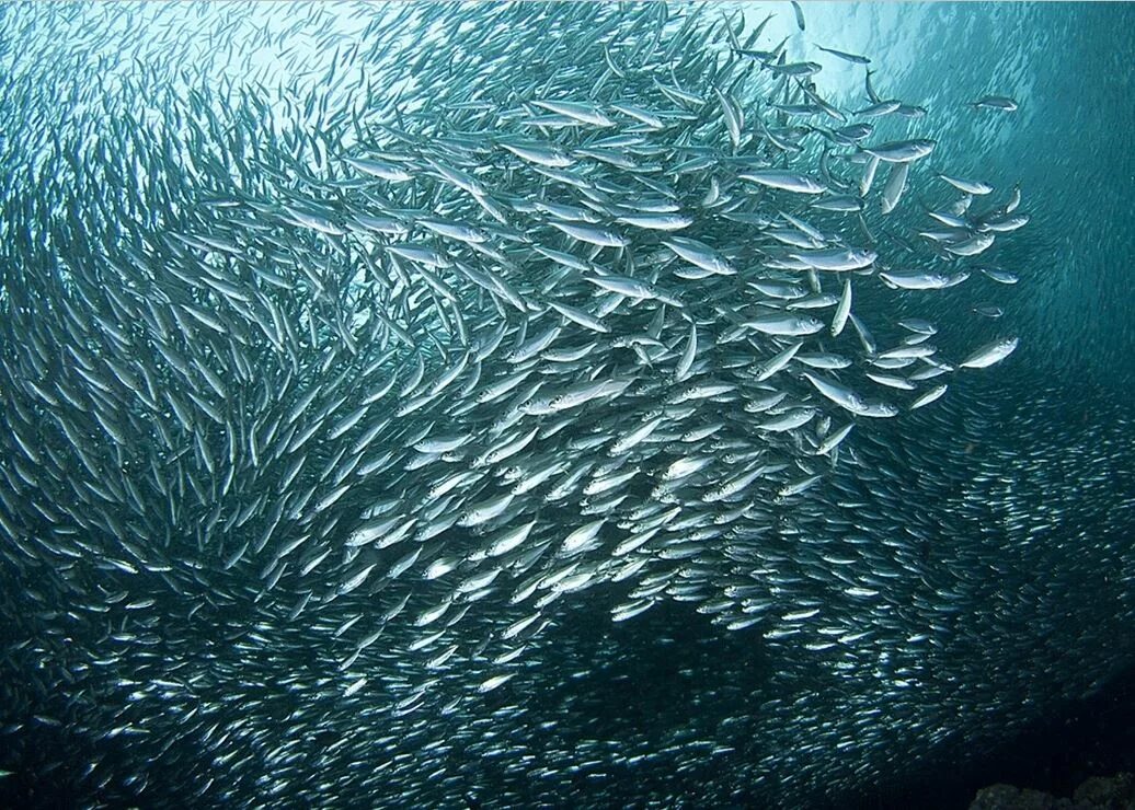 стая рыб в море. картинка шелковая акула. океанические рыбы. канкун мексика подводный музей. прозрачная вода в океане.