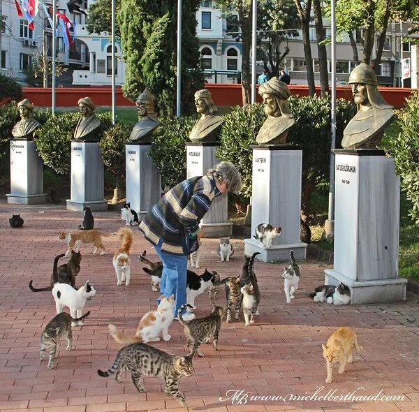 Парк котов. Нишанташи кошачий парк. Стамбул парк кошек. Котики в парке. Кошачий парк в Турции.