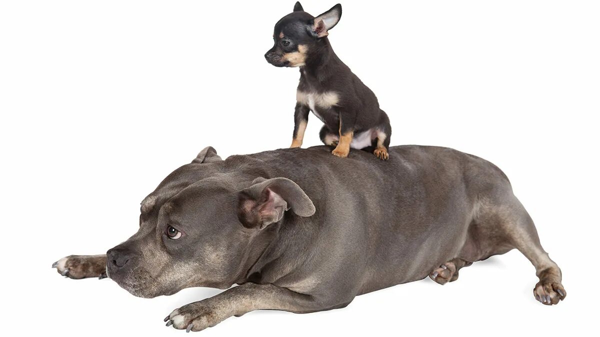 Собака снизу. Собака сверху. Большая и маленькая собака. Собака сверху собака снизу.