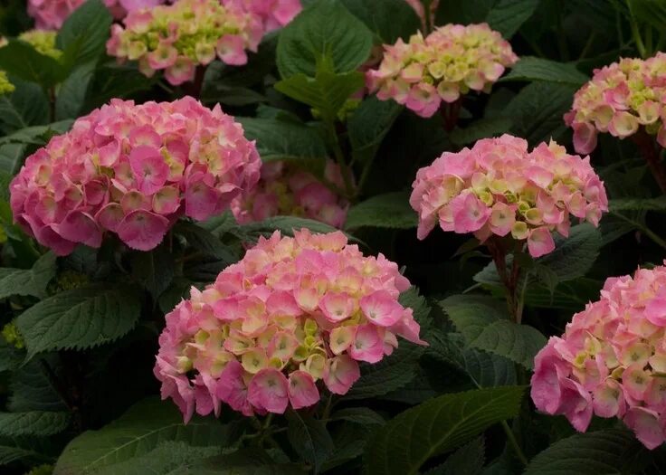 Древовидные : Hydrangea arborescens Invincibelle Mini Mauvette ®-Гортензия древо