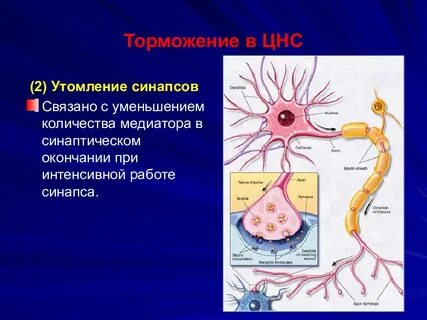 Синапсы в цнс