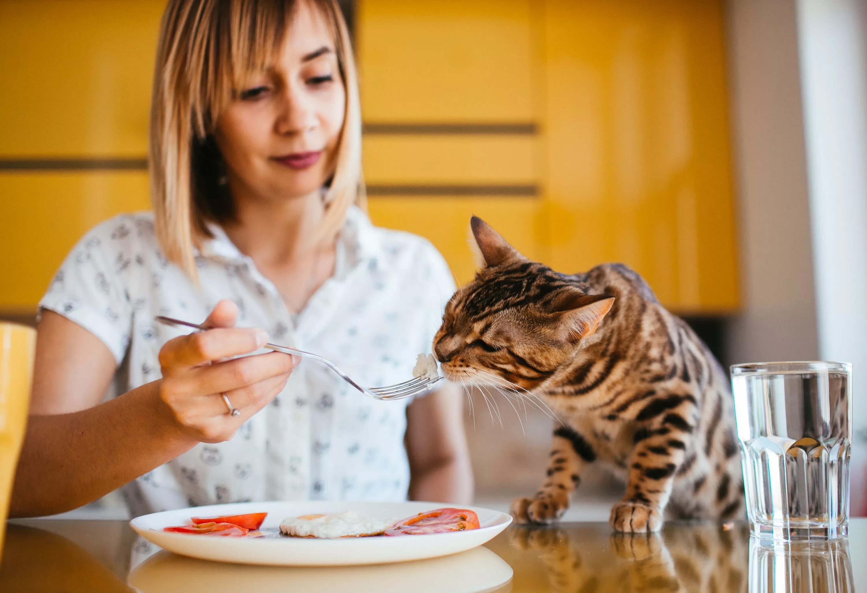 Женщина кормит кошек. Кормящая кошка. Питание кошек. Девушка кормит кота. Человек кормит кошку.