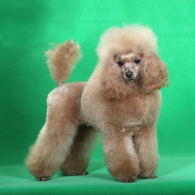 Королевский пудель персиковый. Королевский пудель абрикосовый. Пудель отзывы. Карликовый той пудель. Той пудель бежевый.