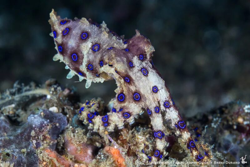 Синекольчольчатый осьминог. Hapalochlaena lunulata. Осьминог Индонезия. Синекольчатый осьминог фото. Blue ringed