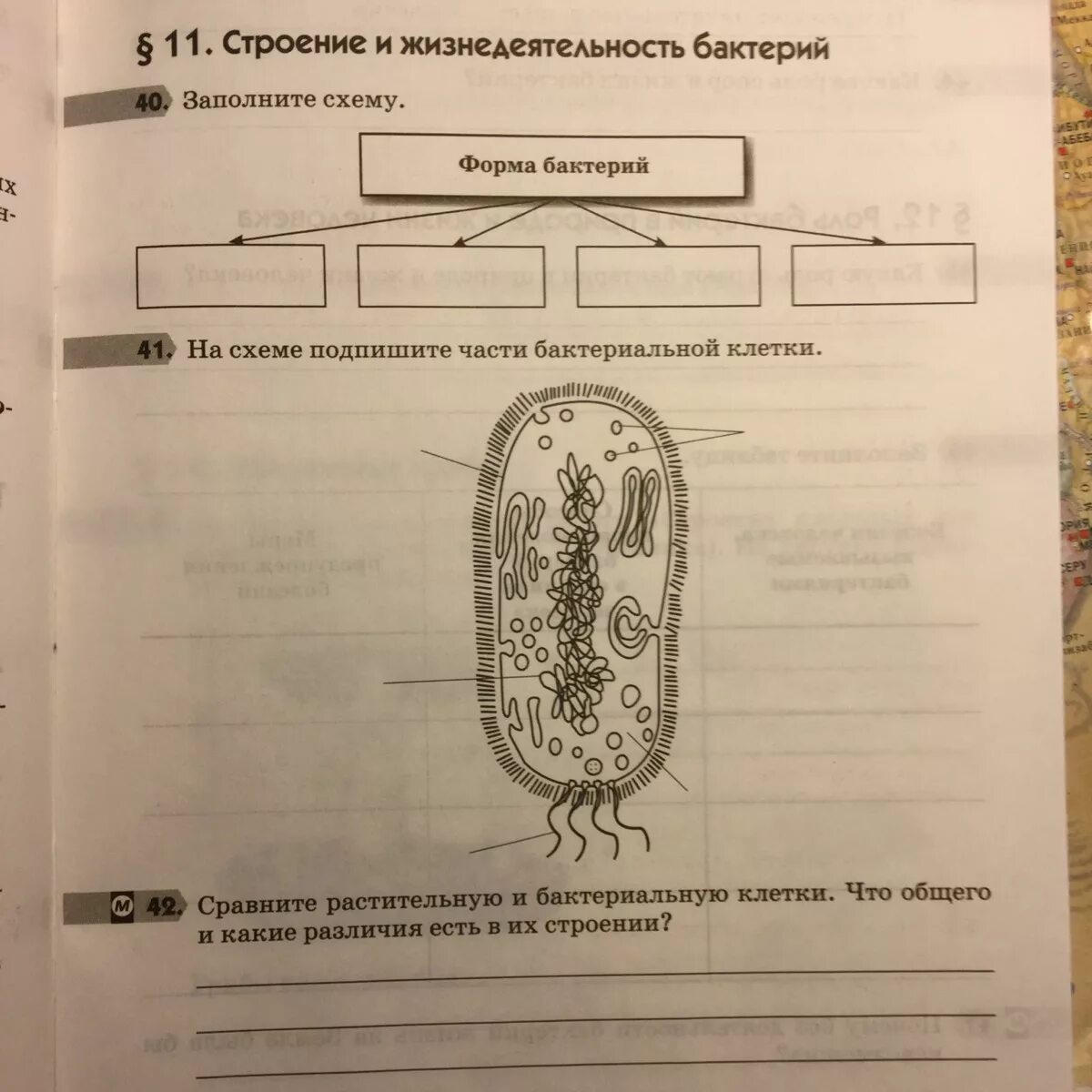 Каковы особенности строения и жизнедеятельности. Клетка бактерии 5 класс биология. Строение бактерии 5 класс биология Пономарева. Строение бактериальной клетки 5 класс Пасечник. Строение бактерии 5 класс Пасечник.