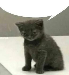 Невдупленыш котенок