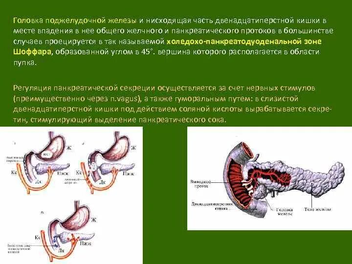 Орган имеет протоки открывающиеся в двенадцатиперстную кишку. Строение панкреатодуоденальной зоны. Головка тело и хвост поджелудочной железы кт. Строение поджелудочной железы. Головка поджелудочной железы и двенадцатиперстной кишки.