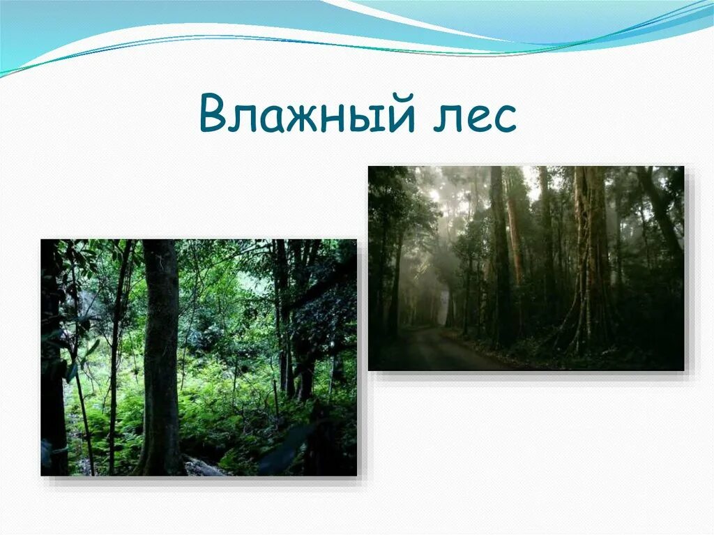 Презентация влажные леса Австралии. Климат переменно влажных лесов. Путешествие в леса Австралии. Австралия лес 3 класс. Переменно влажные леса температура