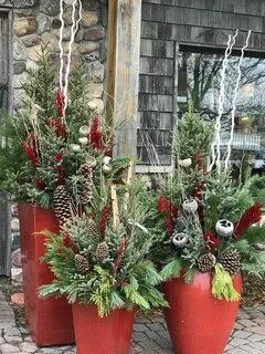Holiday plants