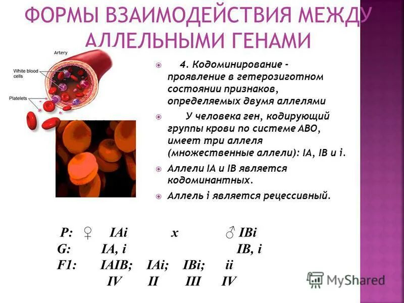 Каково биологическое значение обмена аллельными генами. Формы взаимодействия между аллельными генами. гены группы крови. аллели групп крови. гены 4 группы крови.