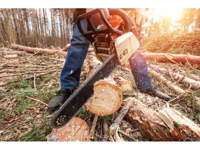 Cut the tree