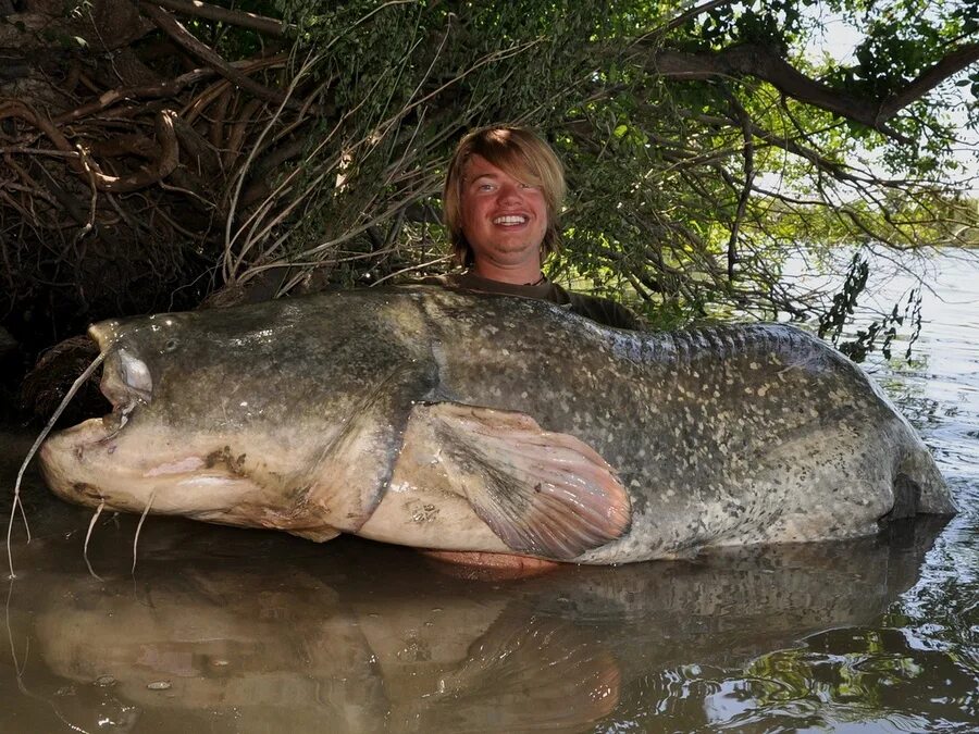 Какая самая крупная пресноводная рыба калининградской области. Giant Catfish. Большой сом. Сом рыба. Рыба сом самая большая Пресноводная.