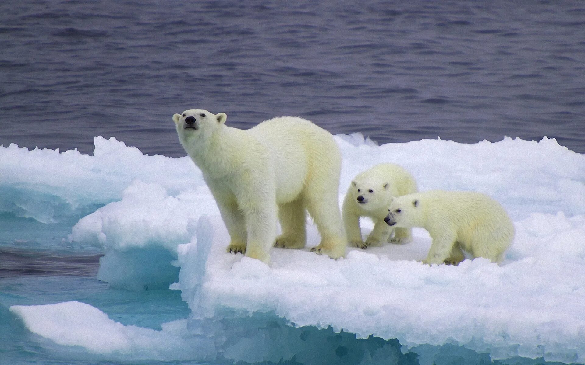 Медведи живут на севере. Белый медведь Ледовитый океан. Карское море белый медведь. Северный Ледовитый океан медведи. Животные Северного Ледовитого океана медведь.