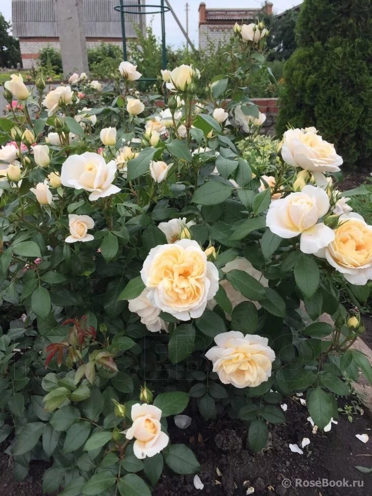 Лионс роуз. Лионс роуз. Флорибунда лионс роуз. Лионс роуз (lion rose) флорибунда. Флорибунда лионс роуз.