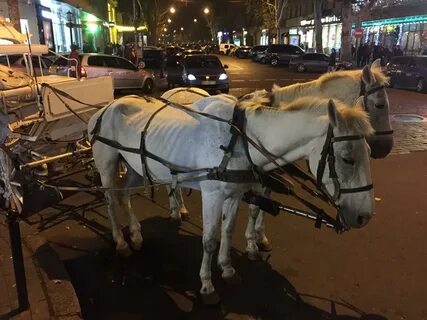 Лошадь в поре