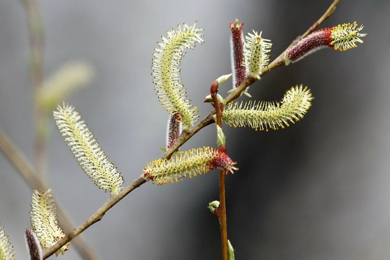 Ива козья фото. Ива бредина (salix caprea). ива козья salix caprea. ива козья (ракита). ива козья, бредина – salix caprea l..