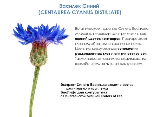Василёк синий описание. Строение цветка василька. Василек описание. Строение василька синего.
