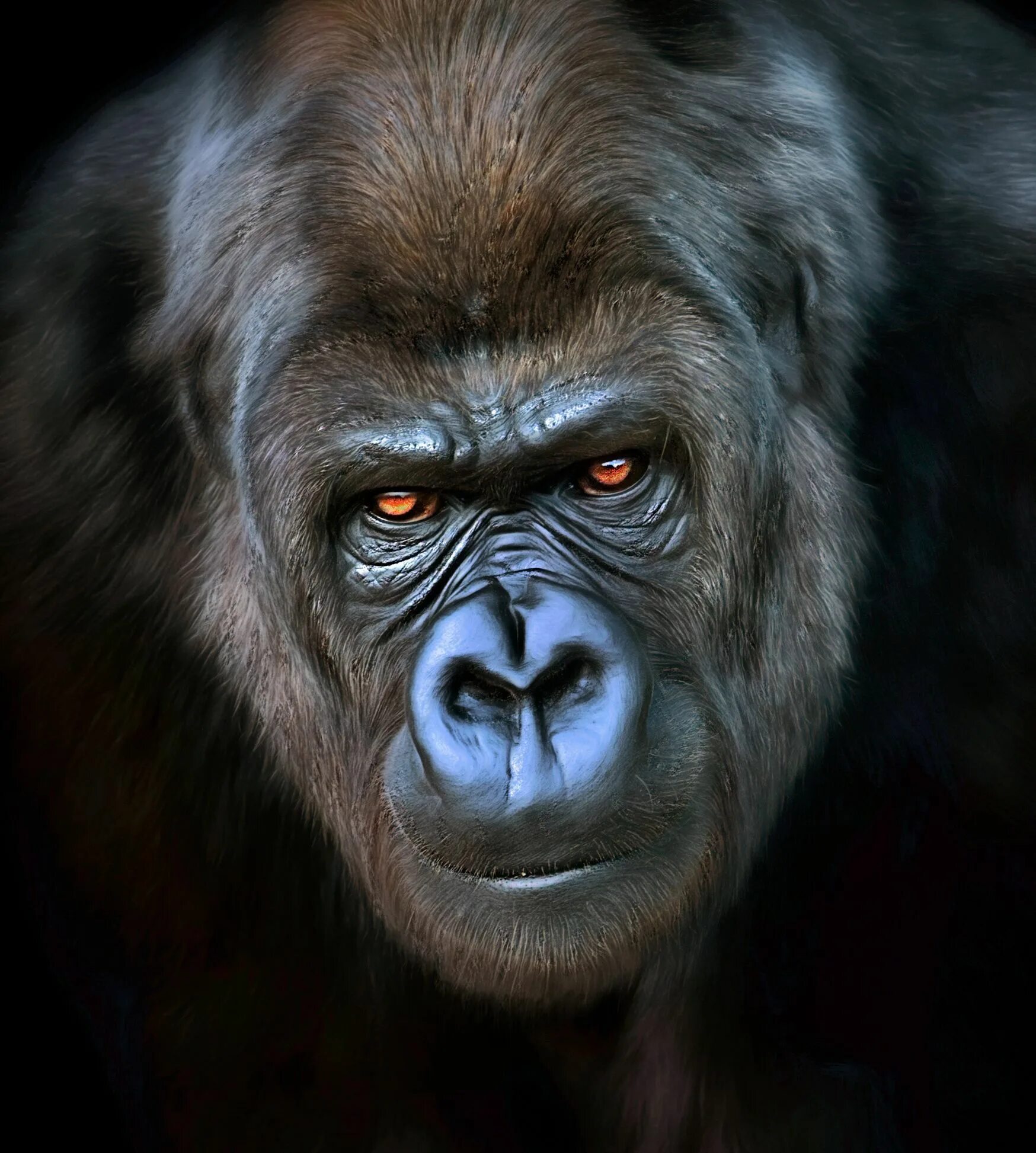 Facing monkey