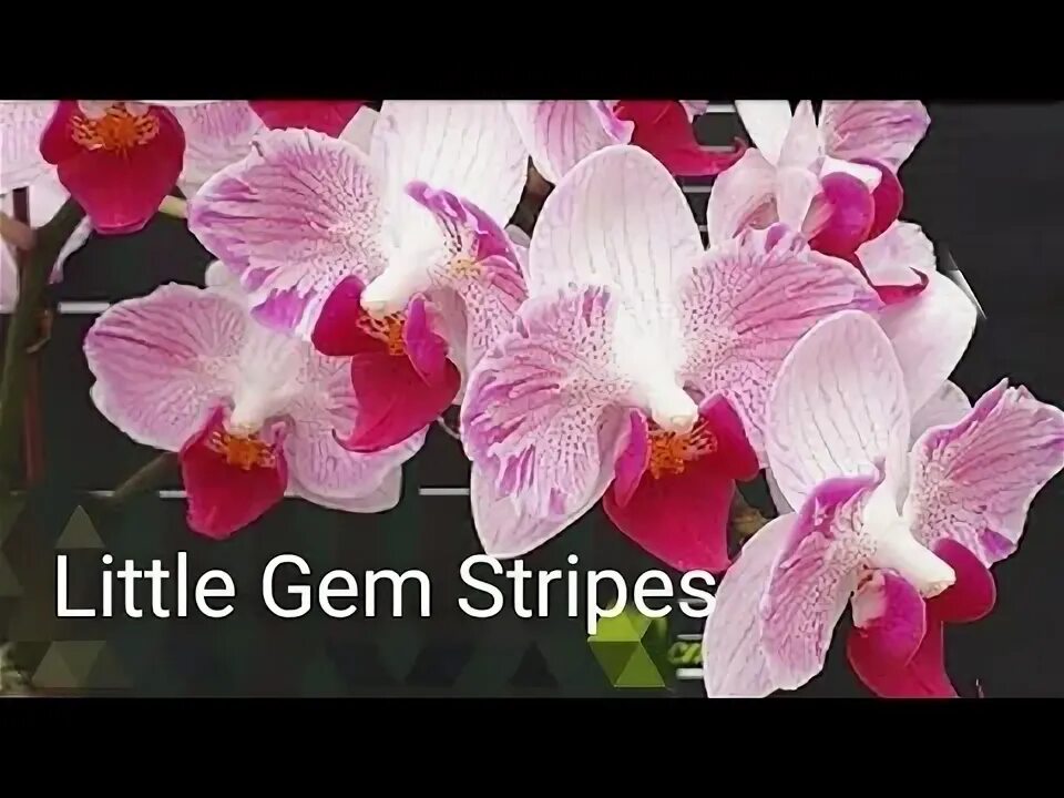 Gem stripe. Фаленопсис little gem stripes peloric. little gem stripes орхидея. фаленопсис little gem stripes peloric 2 eyes. орхидея little gem stripes peloric 2 eyes.