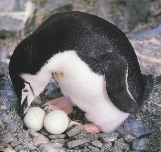 Пингвины откладывают яйца